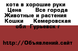 кота в хорошие руки › Цена ­ 0 - Все города Животные и растения » Кошки   . Кемеровская обл.,Гурьевск г.